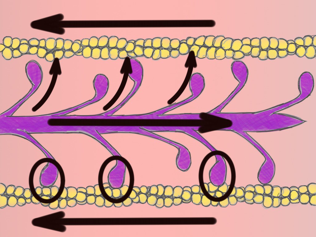 Soft Tissue Therapy - Actin and Myosin - Sliding Filament Theory