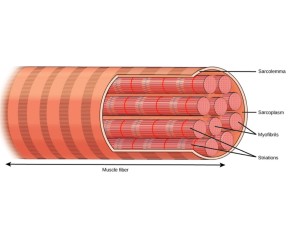 Soft Tissue Therapy - Inside a Muscle Fiber - Sarcomere