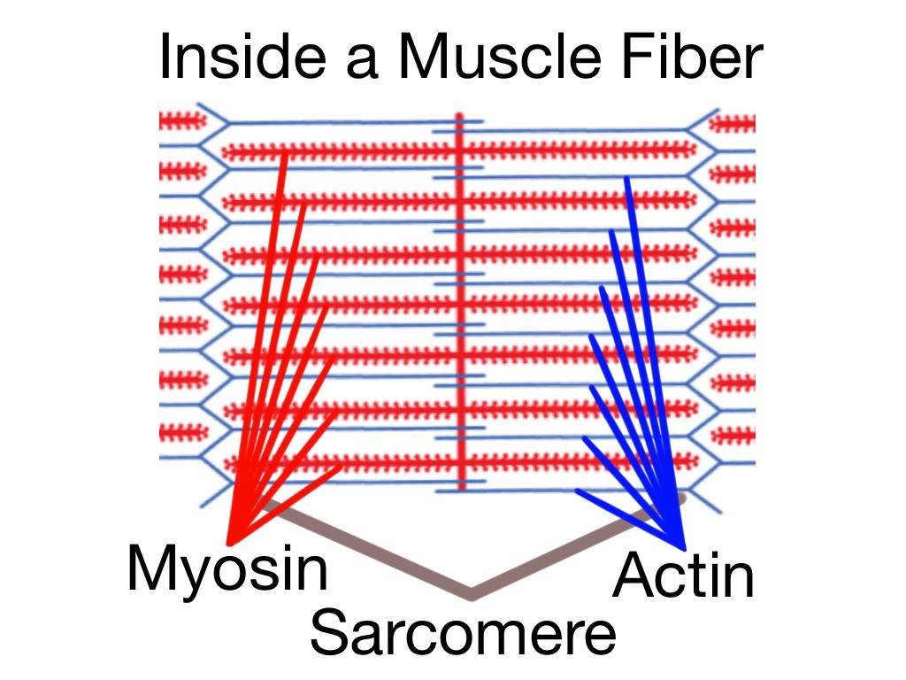 Soft Tissue Therapy - Inside a Muscle Fiber - The Sarcomere - Home of the Actin and Myosin