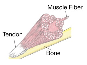Soft Tissue Therapy - Physiology - Bone - Tendon - Muscle Fiber