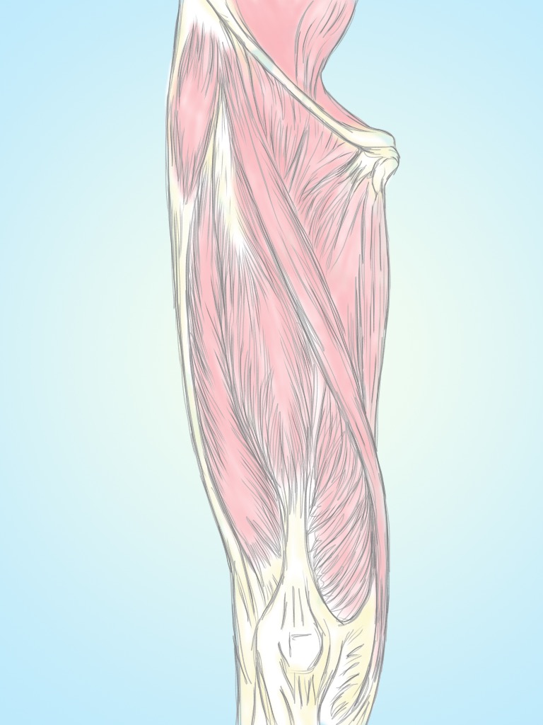 Soft Tissue Therapy - Striations in the Tissues - Quads - Hip Flexors ...