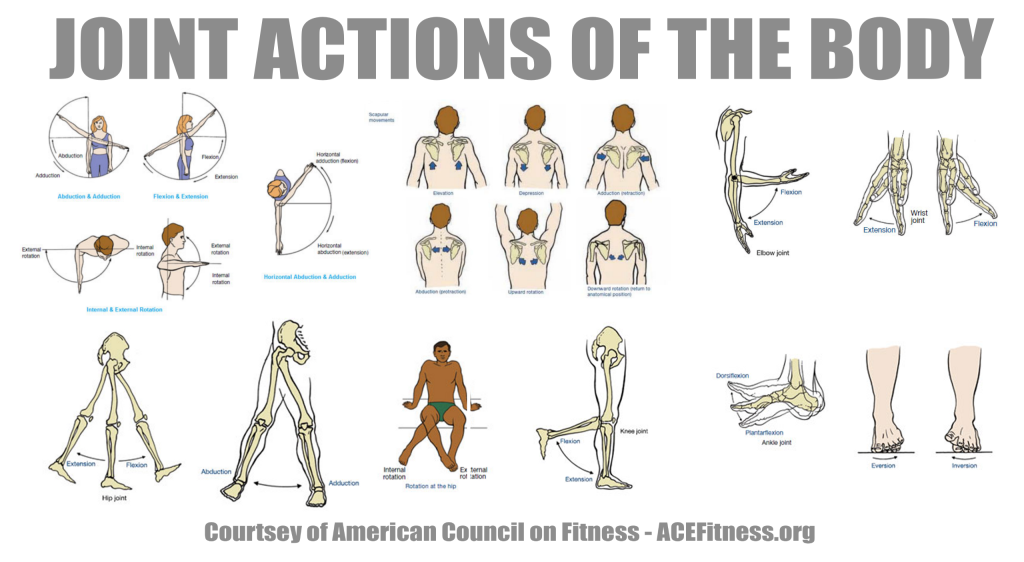 Anatonmy - Joint Actions of the Body via www.acefitness.org