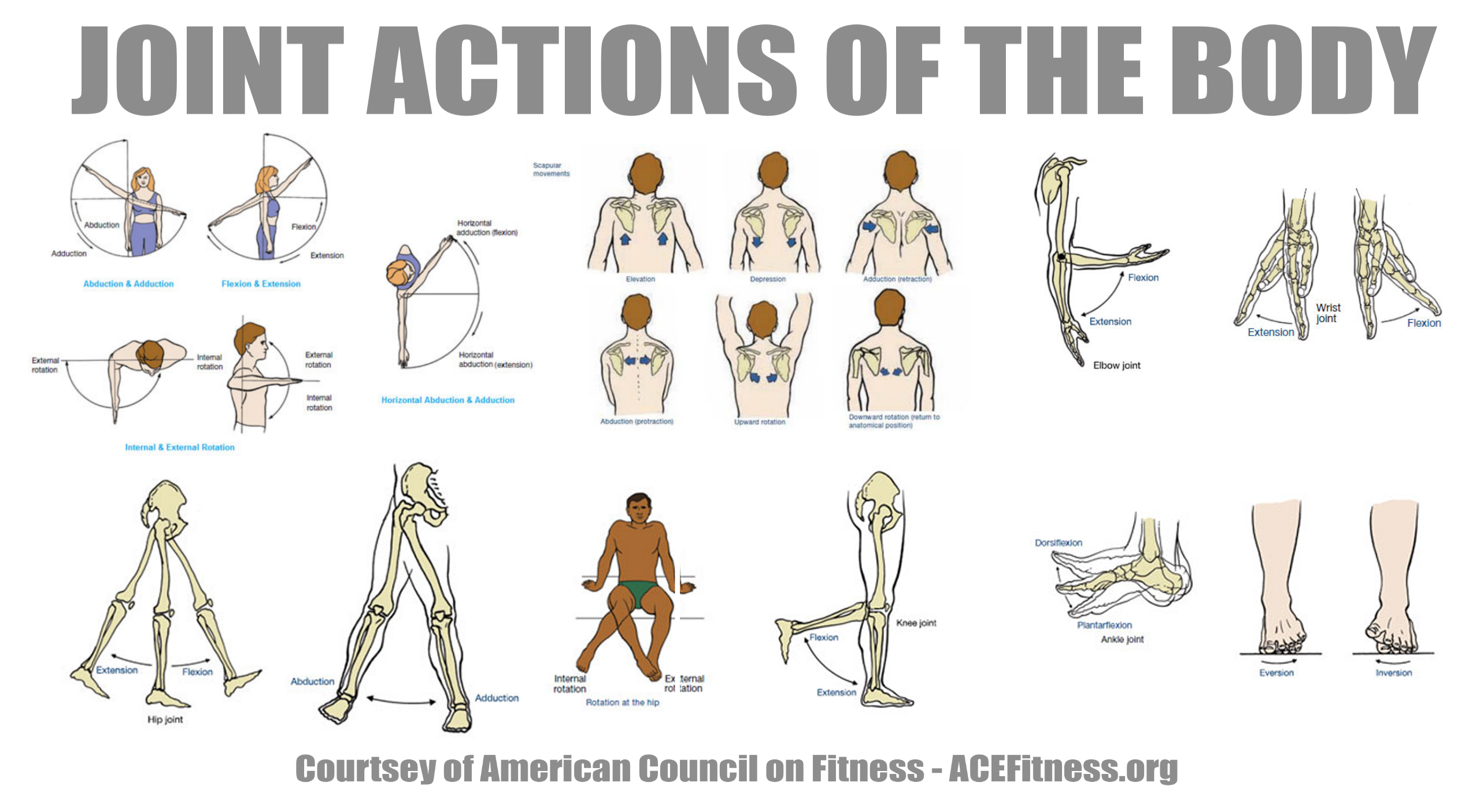 Synergistic Training Improve Mobility Stability And Strength