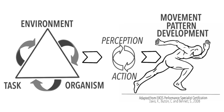 Movement Pattern Development Biology Diagrams